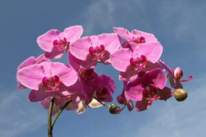 Lire la suite à propos de l’article Symbiose des Orchidées : Mystère & Beauté