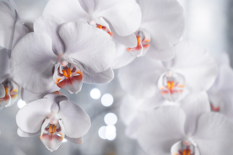 Lire la suite à propos de l’article Fertilisation des Orchidées : Guide Complet pour une Floraison Éclatante
