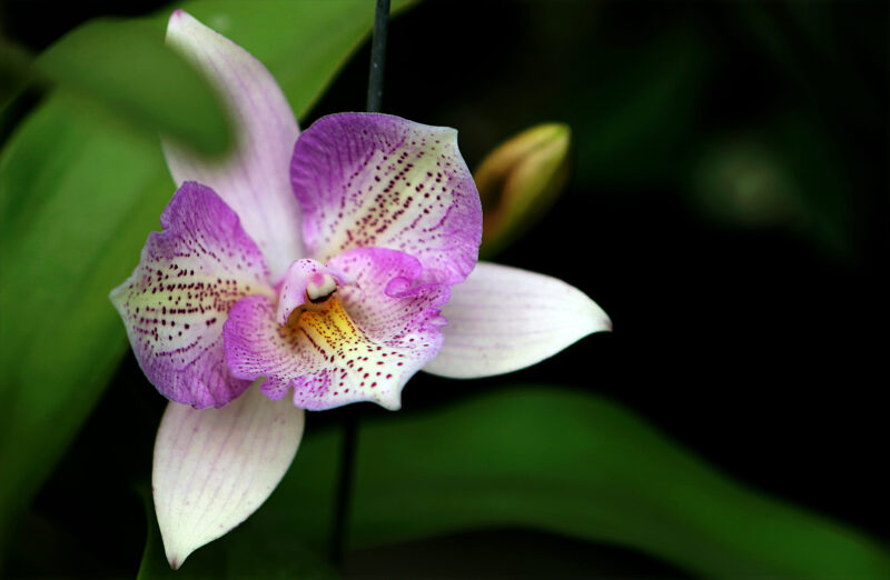 Lire la suite à propos de l’article Légende de l’Orchidée et le Papillon : Mystère Floral Captivant
