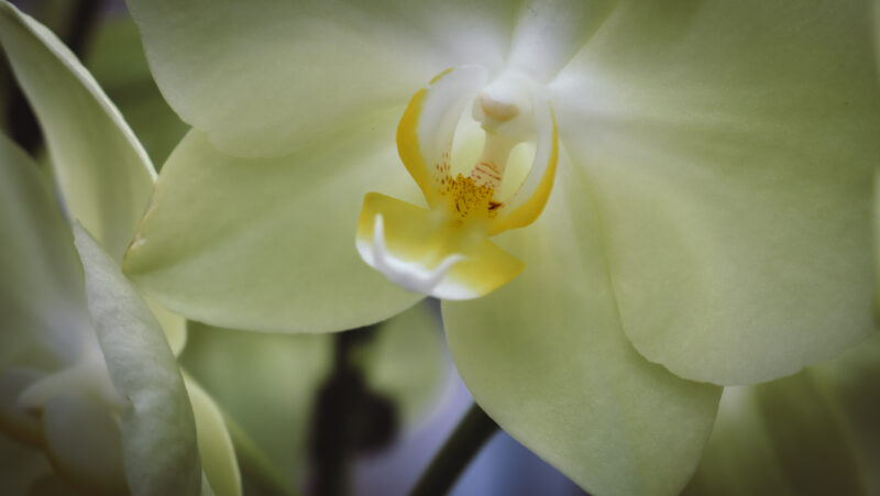 Lire la suite à propos de l’article Prévention des Maladies des Orchidées : Conseils Essentiels