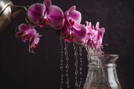 Arrosage des Orchidées