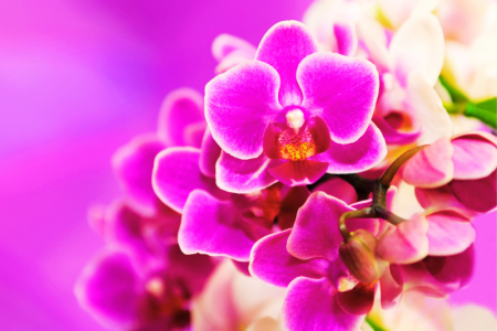 Entretenir votre phalaenopsis : les secrets pour une orchidée papillon resplendissante