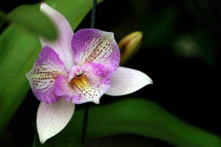 Légende de l’Orchidée et le Papillon : Mystère Floral Captivant