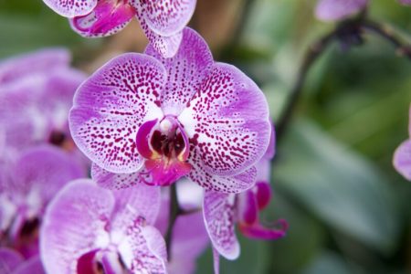Parasites des Orchidées : Menaces et Prévention