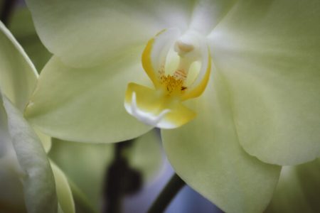 Prévention des Maladies des Orchidées : Conseils Essentiels
